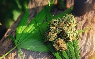 Влияние марихуаны на давление - клиника Квинмед